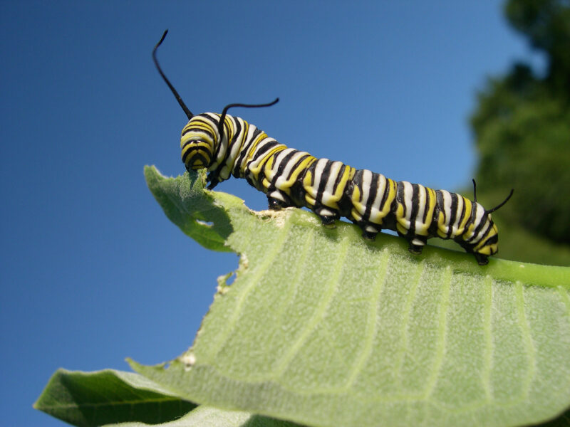 Larva Monarch caterpillar eating milkweed.