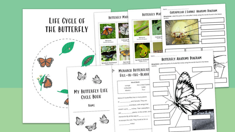 Life Cycle of a Butterfly Printables Collection of free printable life cycle of a butterfly worksheets and activities