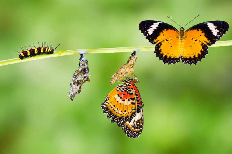 Metamorphasis Male Leopard lacewing (Cethosia cyane euanthes) butterfly , caterpillar, pupa and emerging.