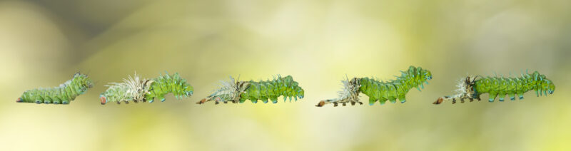 Molt Molting caterpillar stage of Atlas butterfly ( atlas; attacus )