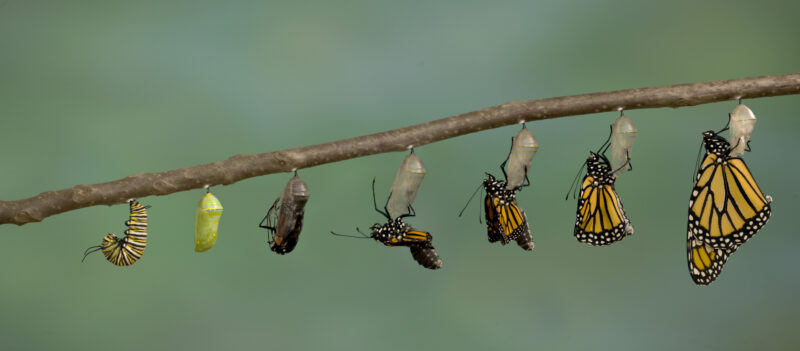 How Do Butterflies Grow? Monarch Butterfly emerging from it's chrysalis