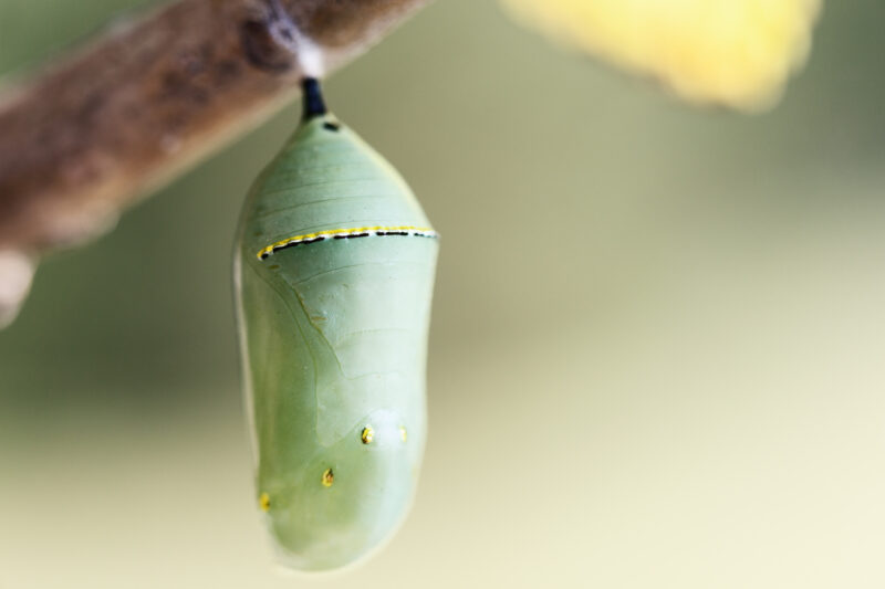 Pupa Green Monarch Butterfly Chrysalis hanging on a Poplar tree.