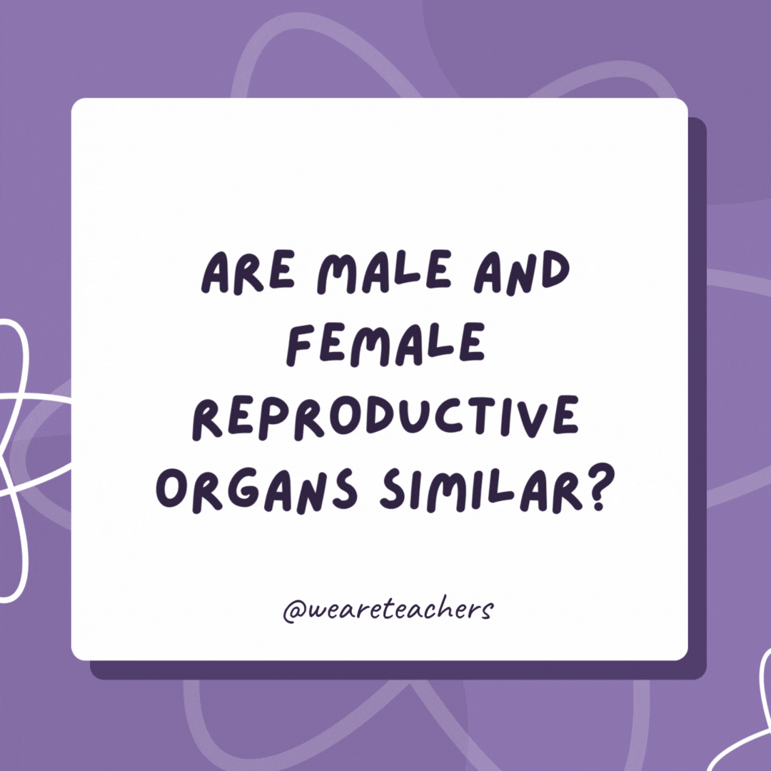 Are male and female reproductive organs similar? No. There’s a vas deferens! Are male and female reproductive organs similar?
No. There’s a vas deferens!