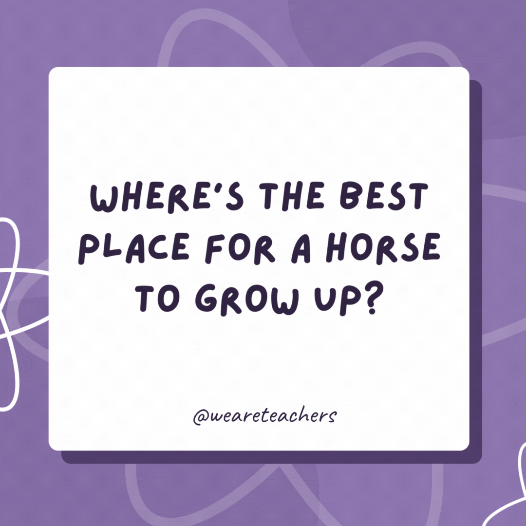 Where’s the best place for a horse to grow up? In a stable environment. Where’s the best place for a horse to grow up?
In a stable environment.- biology jokes