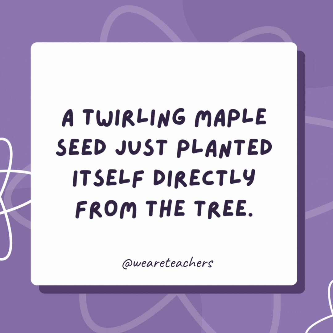 A twirling maple seed just planted itself directly from the tree. It was a breeze. A twirling maple seed just planted itself directly from the tree.
It was a breeze.