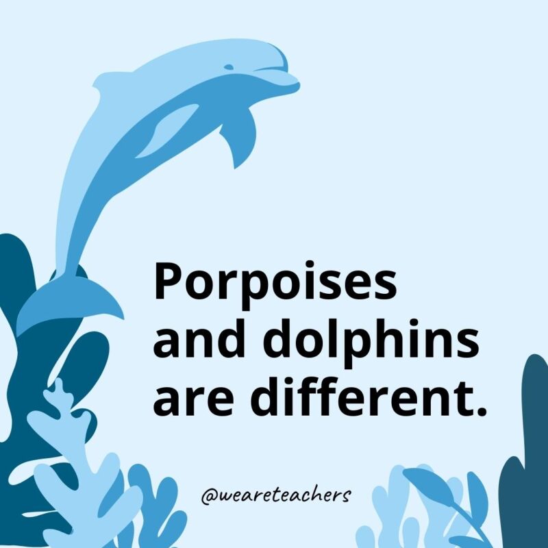23 Fascinating Dolphin Facts for Kids Porpoises and dolphins are different. - Dolphin Facts for Kids
