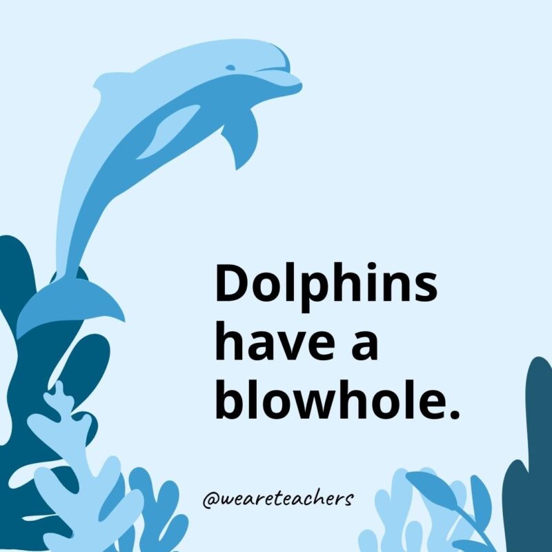 23 Fascinating Dolphin Facts for Kids Dolphins have a blowhole.
