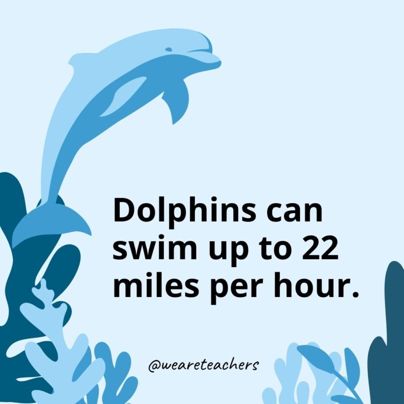 23 Fascinating Dolphin Facts for Kids Dolphins can swim up to 22 miles per hour.