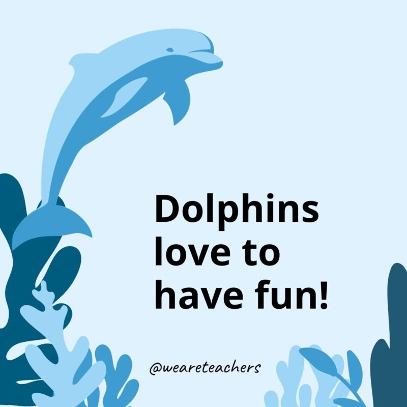 23 Fascinating Dolphin Facts for Kids Dolphins love to have fun!