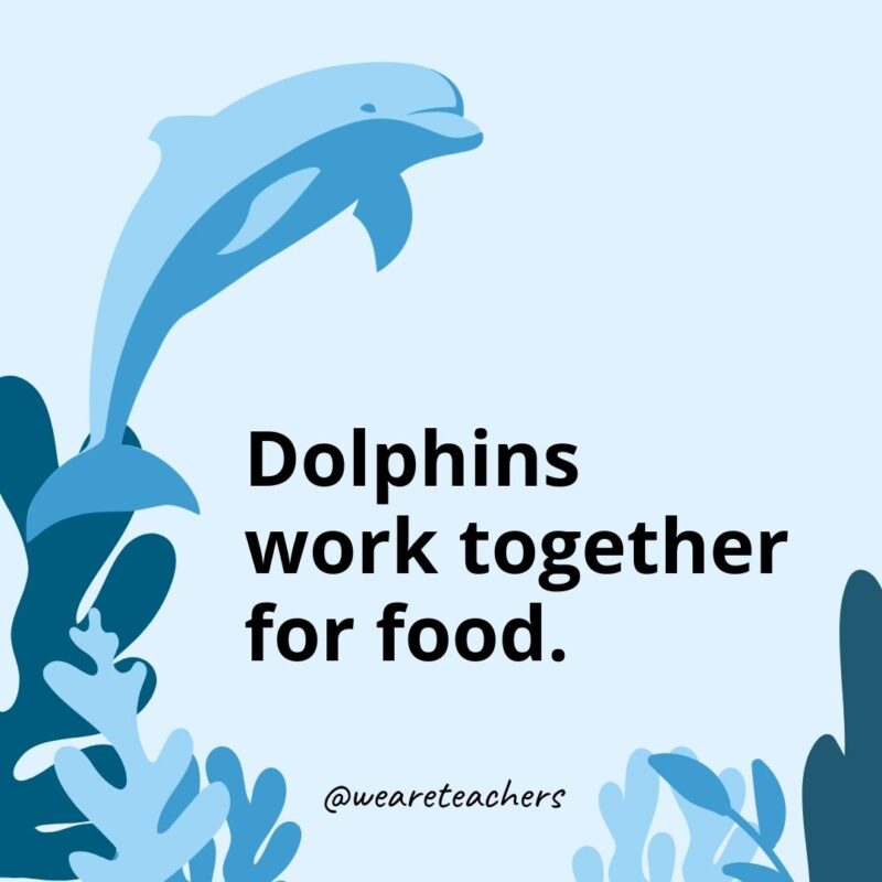 23 Fascinating Dolphin Facts for Kids Dolphins work together for food.