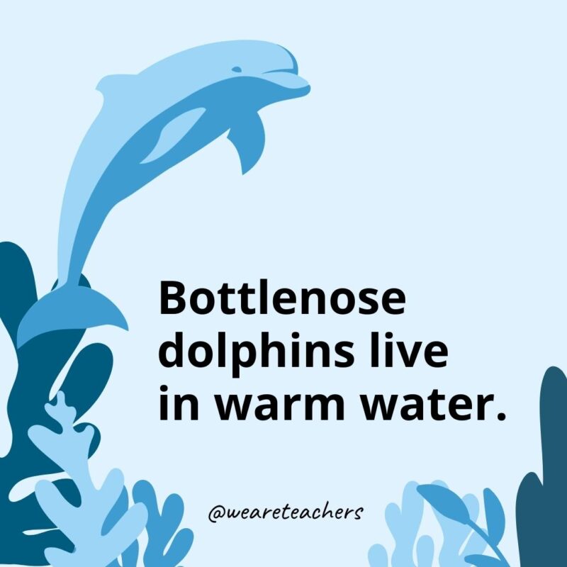 23 Fascinating Dolphin Facts for Kids Bottlenose dolphins live in warm water.
