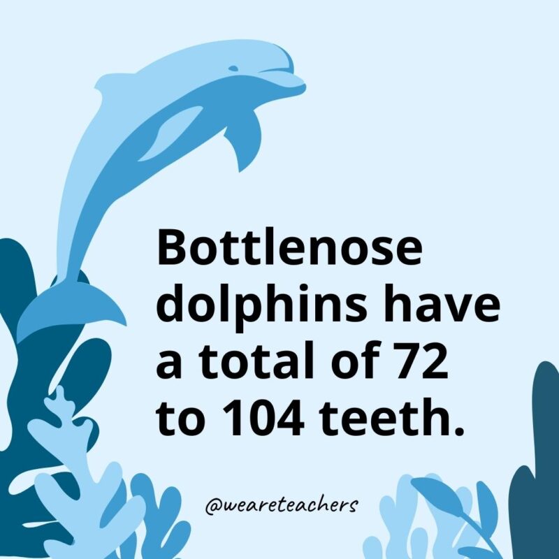 23 Fascinating Dolphin Facts for Kids Bottlenose dolphins have a total of 72 to 104 teeth.