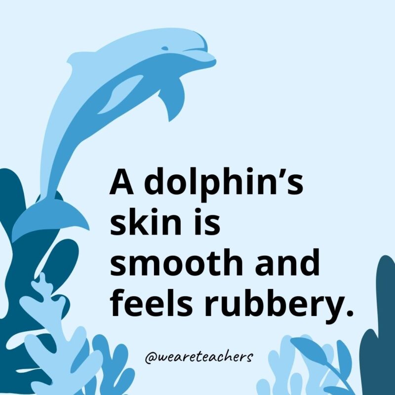 23 Fascinating Dolphin Facts for Kids A dolphin’s skin is smooth and feels rubbery.