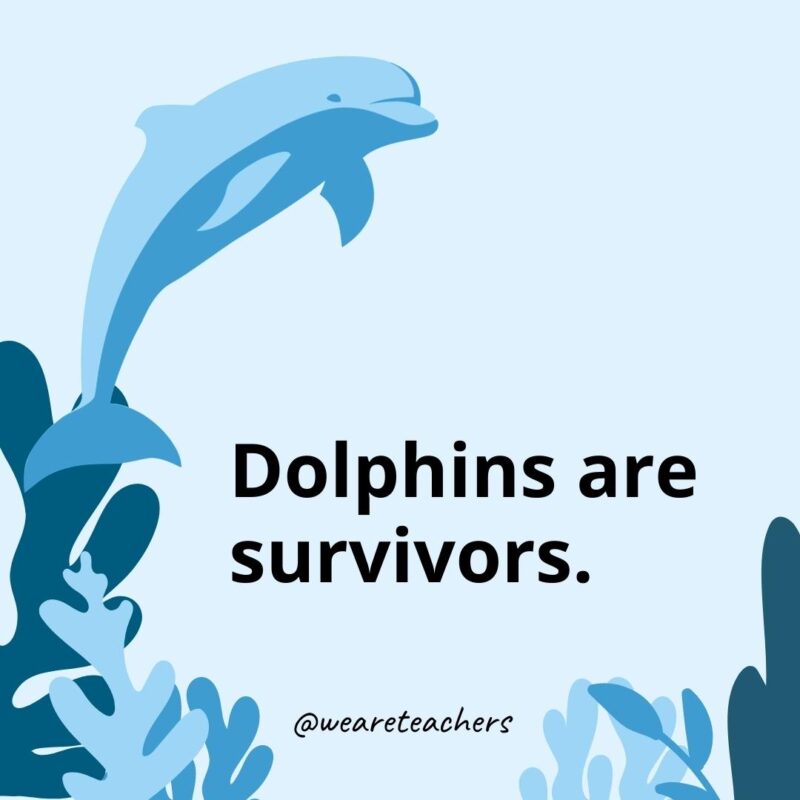23 Fascinating Dolphin Facts for Kids Dolphins are survivors.