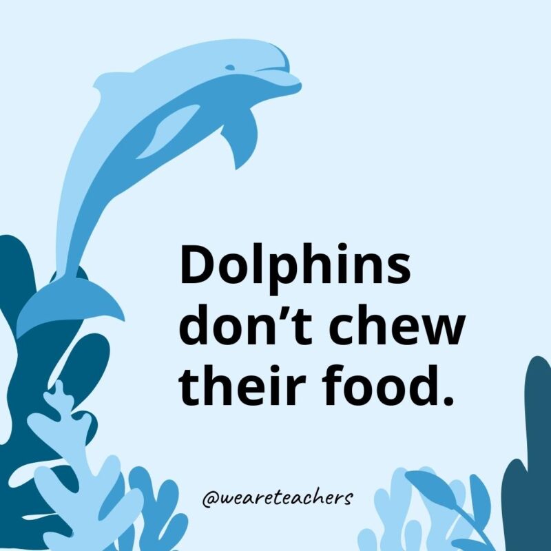 23 Fascinating Dolphin Facts for Kids Dolphins don’t chew their food.