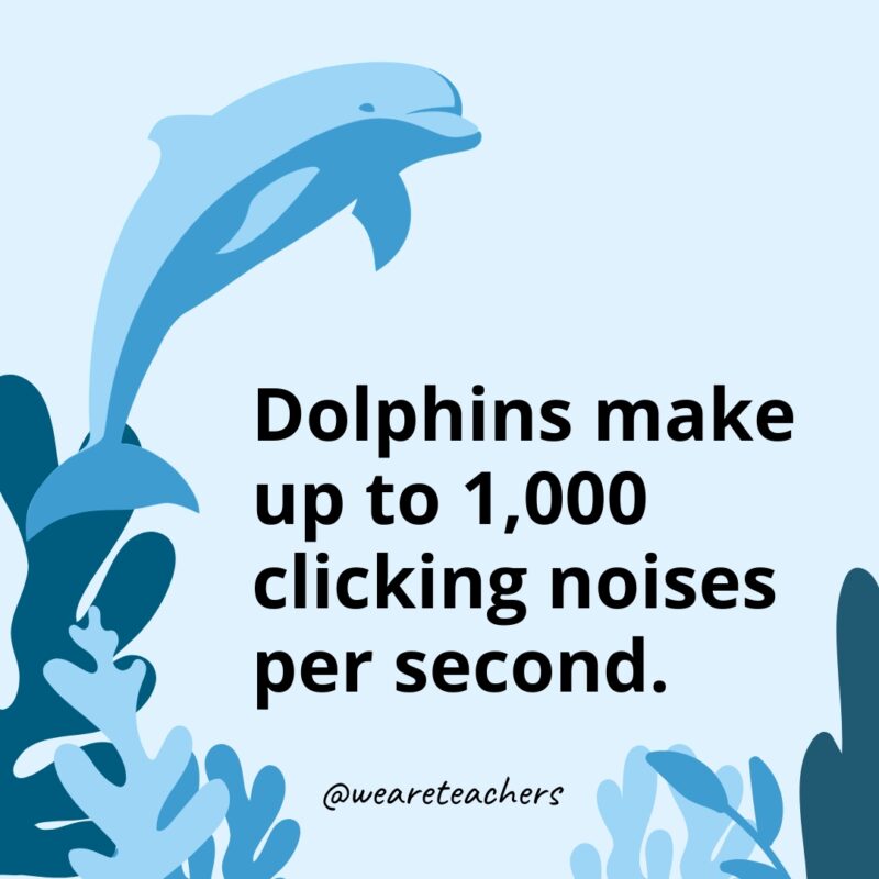 Dolphin Facts 25 Dolphins make up to 1,000 clicking noises per second.
