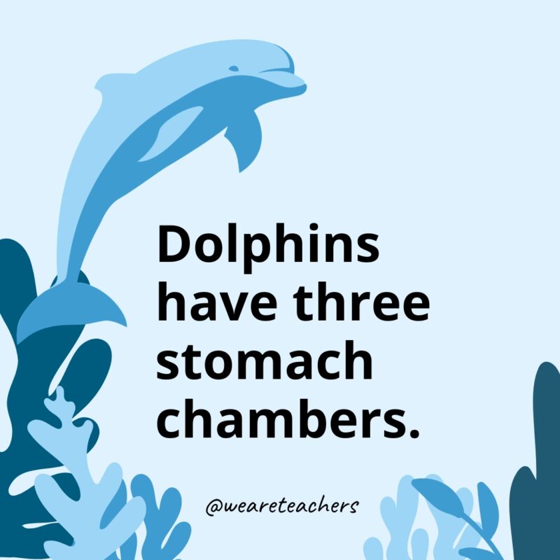 Dolphin Facts 26 Dolphins have three stomach chambers.