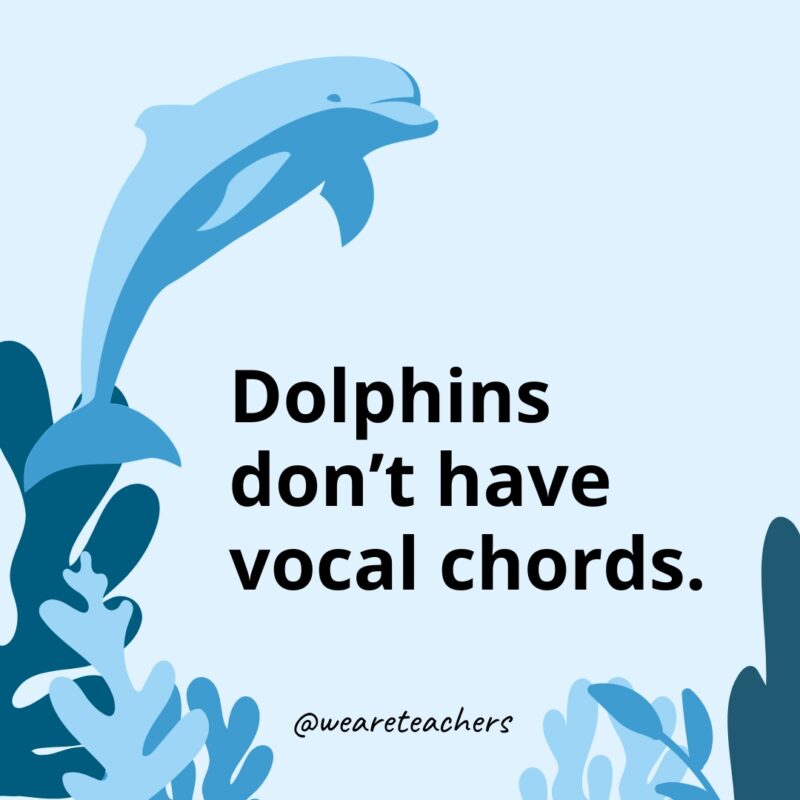 Dolphin Facts 27 Dolphins don’t have vocal chords.