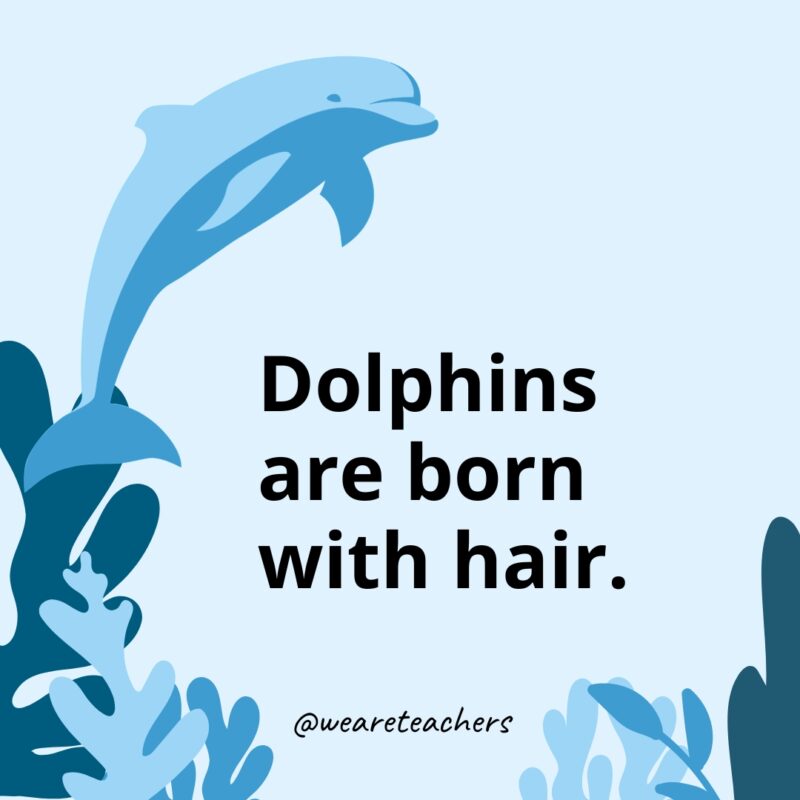 Dolphin Facts 28 Dolphins are born with hair.