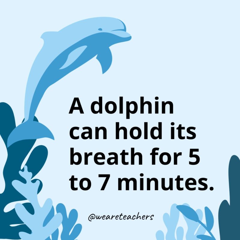 Dolphin Facts 29 A dolphin can hold its breath for 5 to 7 minutes.