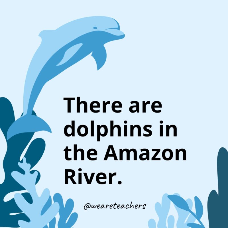 Dolphin Facts 30 There are dolphins in the Amazon River.