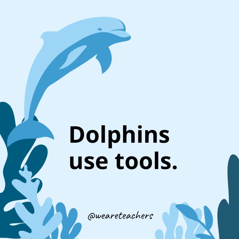 Dolphin Facts 31 Dolphins use tools.