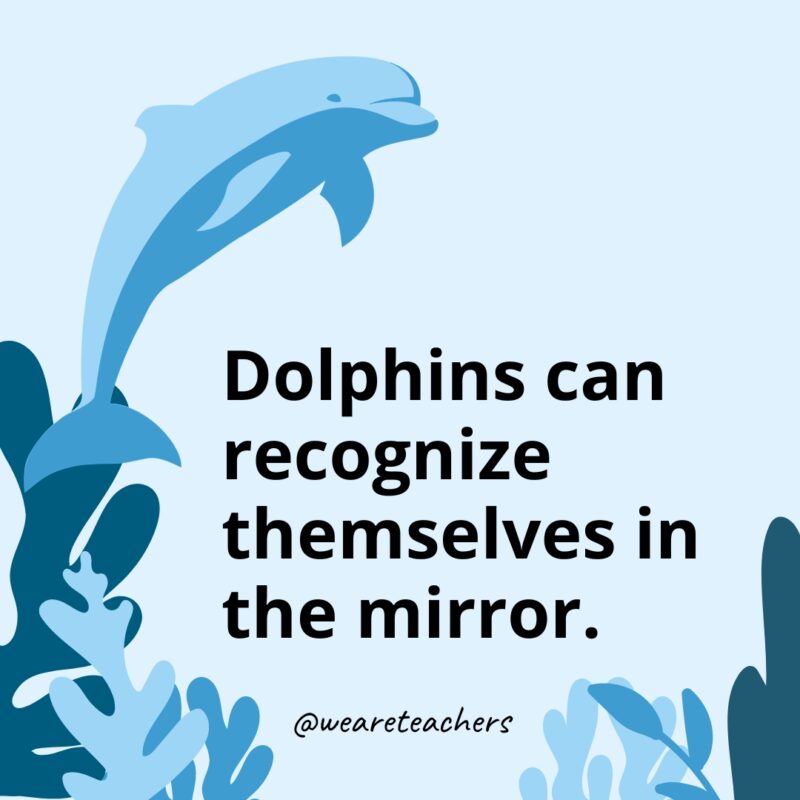 Dolphin-Facts-32 Dolphins can recognize themselves in the mirror.