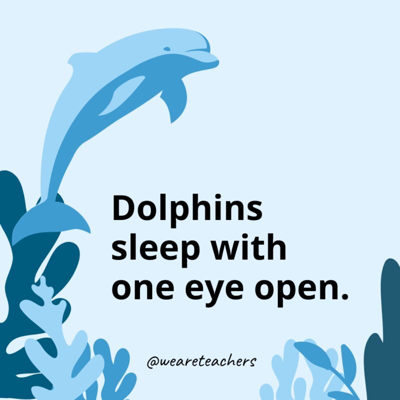 Dolphin-Facts-33 Dolphins sleep with one eye open.
