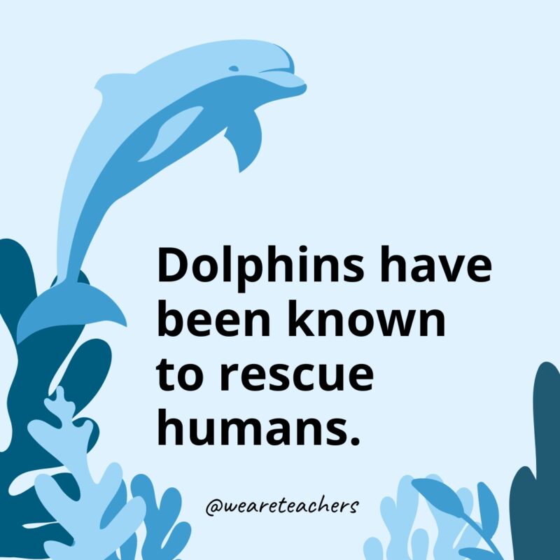 Dolphin-Facts-34 Dolphins have been known to rescue humans.