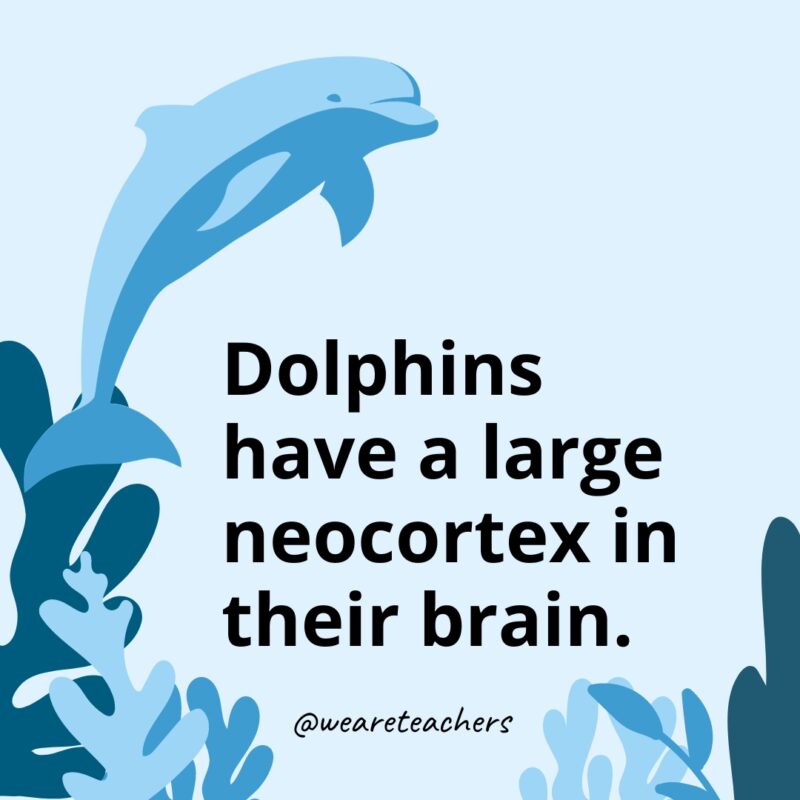 Dolphin-Facts-35 Dolphins have a large neocortex in their brain.