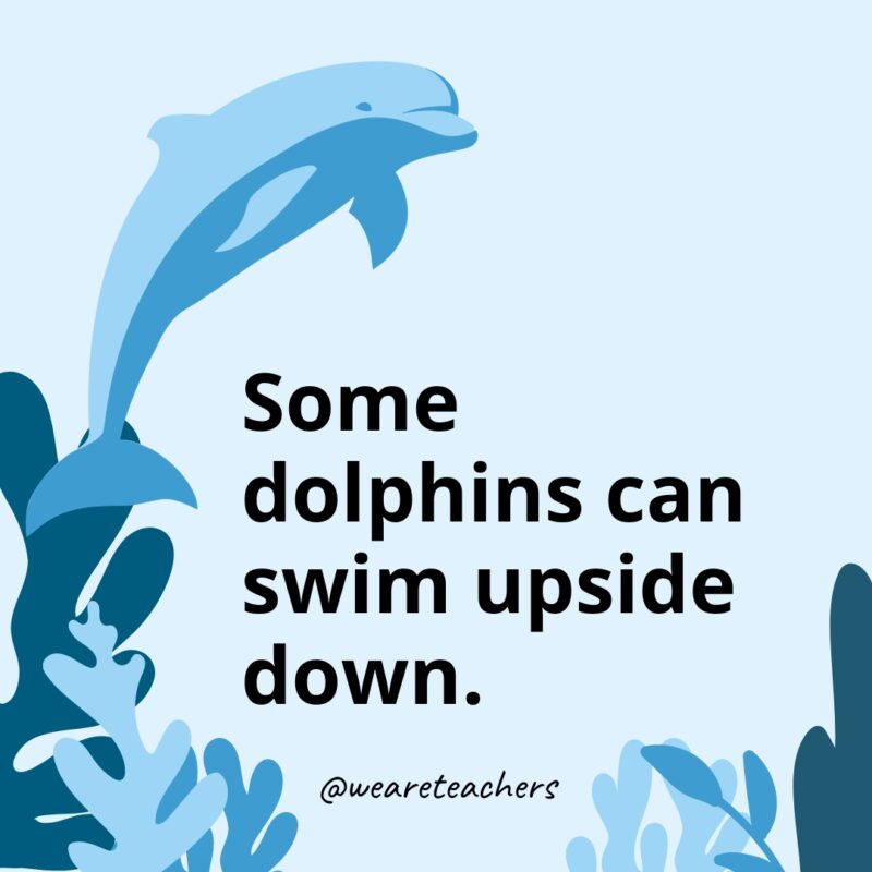 Dolphin-Facts-36 Some dolphins can swim upside down.