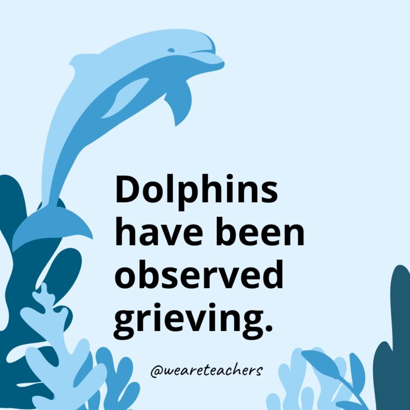 Dolphin-Facts-38 Dolphins have been observed grieving.