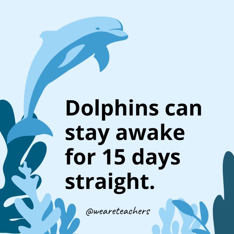 Dolphin-Facts-39 Dolphins can stay awake for 15 days straight.