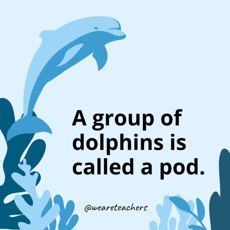 23 Fascinating Dolphin Facts for Kids A group of dolphins is called a pod.- Dolphin Facts for Kids