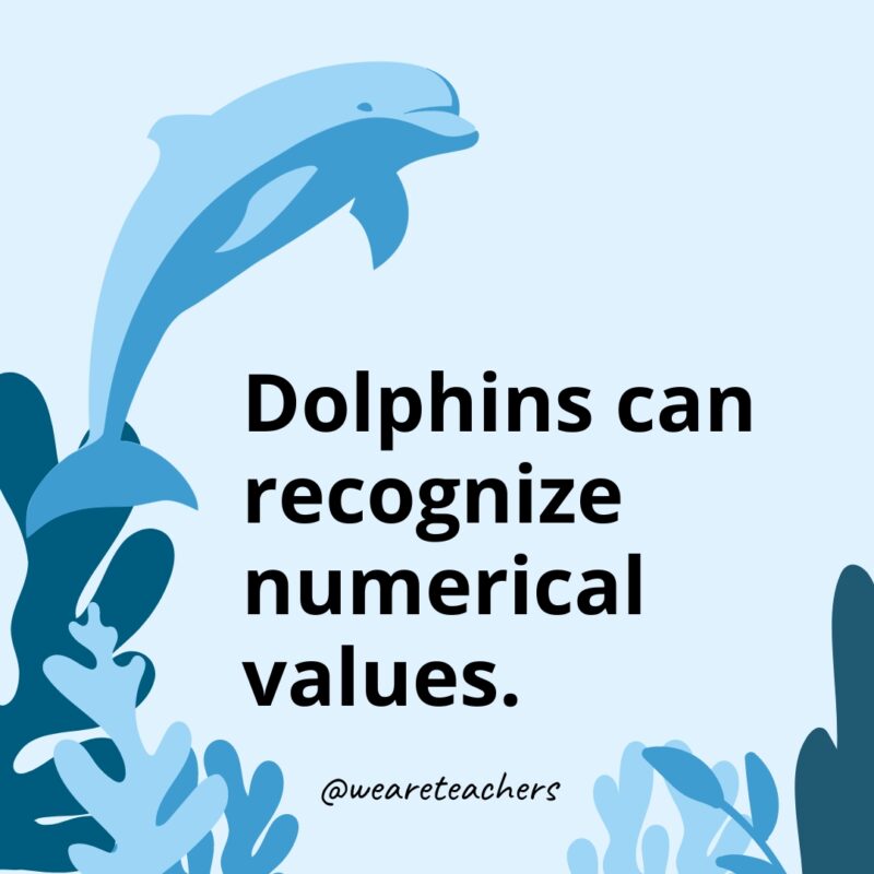 Dolphin-Facts-40 Dolphins can recognize numerical values.