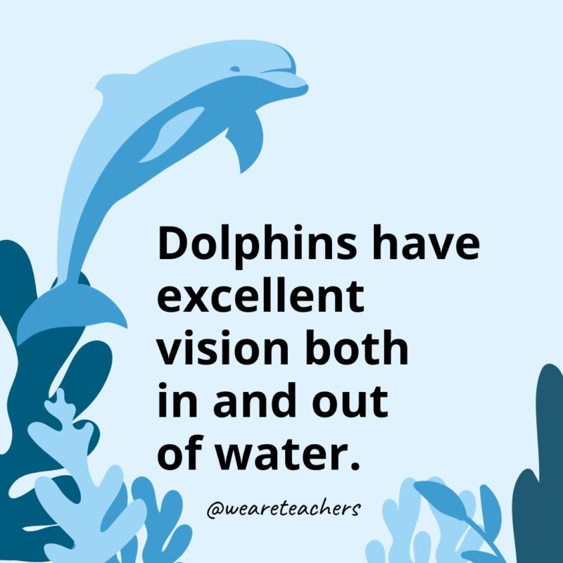 Dolphin-Facts-41 Dolphins have excellent vision both in and out of water.
