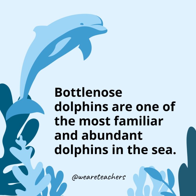 Dolphin-Facts-4_V2 Bottlenose dolphins are one of the most familiar and abundant dolphins in the sea.