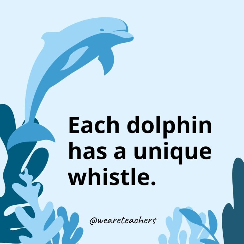 23 Fascinating Dolphin Facts for Kids Each dolphin has a unique whistle.- Dolphin Facts for Kids