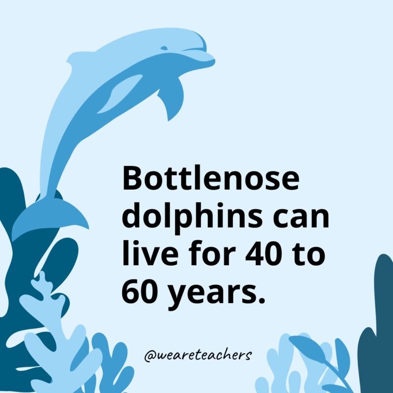 Dolphin-Facts-6_v2 Bottlenose dolphins can live for 40 to 60 years.