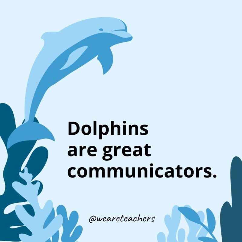 23 Fascinating Dolphin Facts for Kids Dolphins are great communicators.- Dolphin Facts for Kids