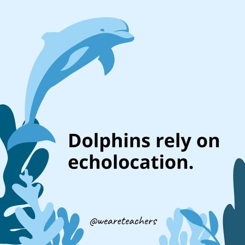 23 Fascinating Dolphin Facts for Kids Dolphins rely on echolocation. - Dolphin Facts for Kids