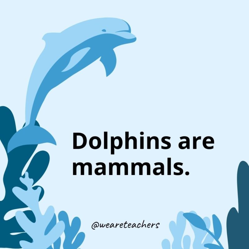 23 Fascinating Dolphin Facts for Kids Dolphins are mammals.- Dolphin Facts for Kids