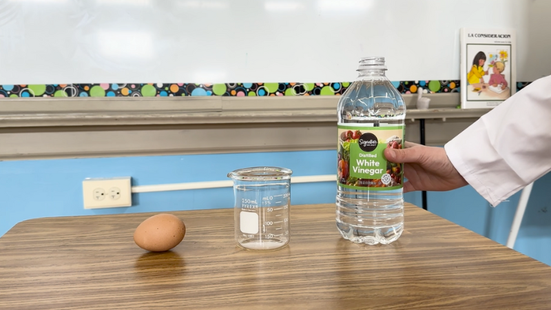 Supplies for the egg and vinegar science experiment