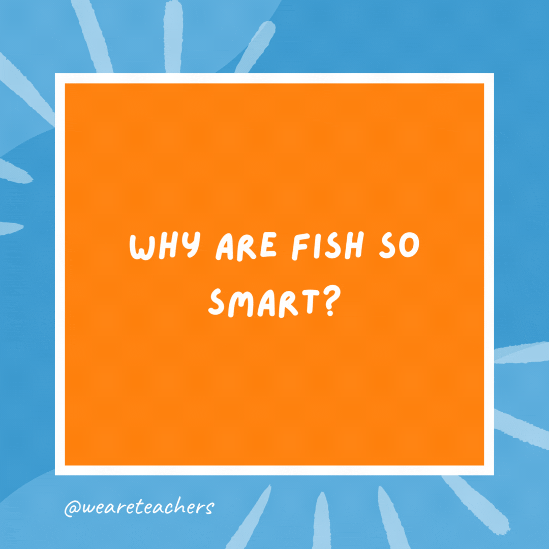 Why are fish so smart? Because they live in schools. Why are fish so smart?
Because they live in schools.- kindergarten jokes