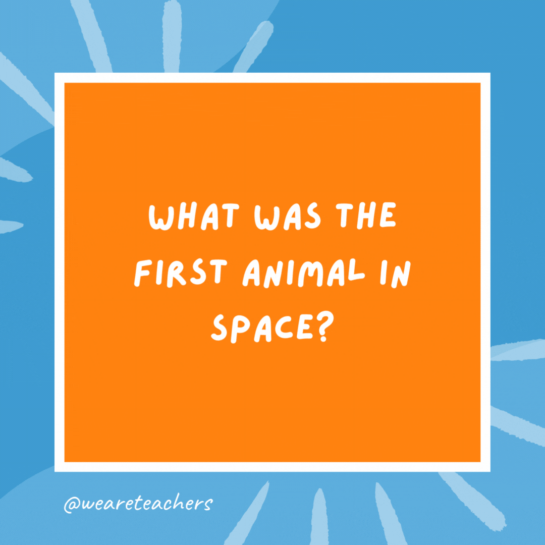 What was the first animal in space? The cow that jumped over the moon. What was the first animal in space?
The cow that jumped over the moon.