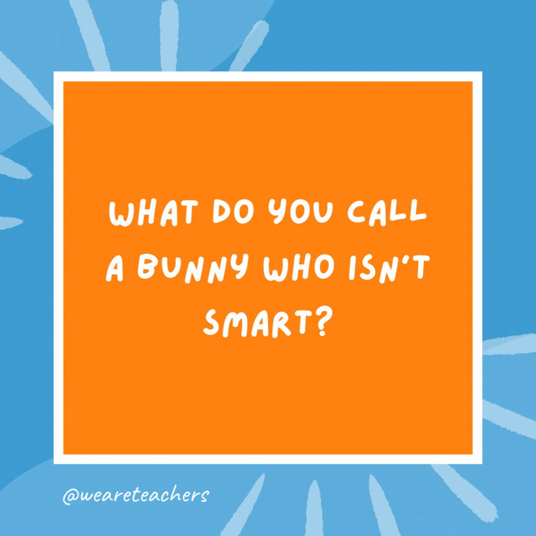 What do you call a bunny who isn’t smart? A hare brain. What do you call a bunny who isn’t smart?
A hare brain.