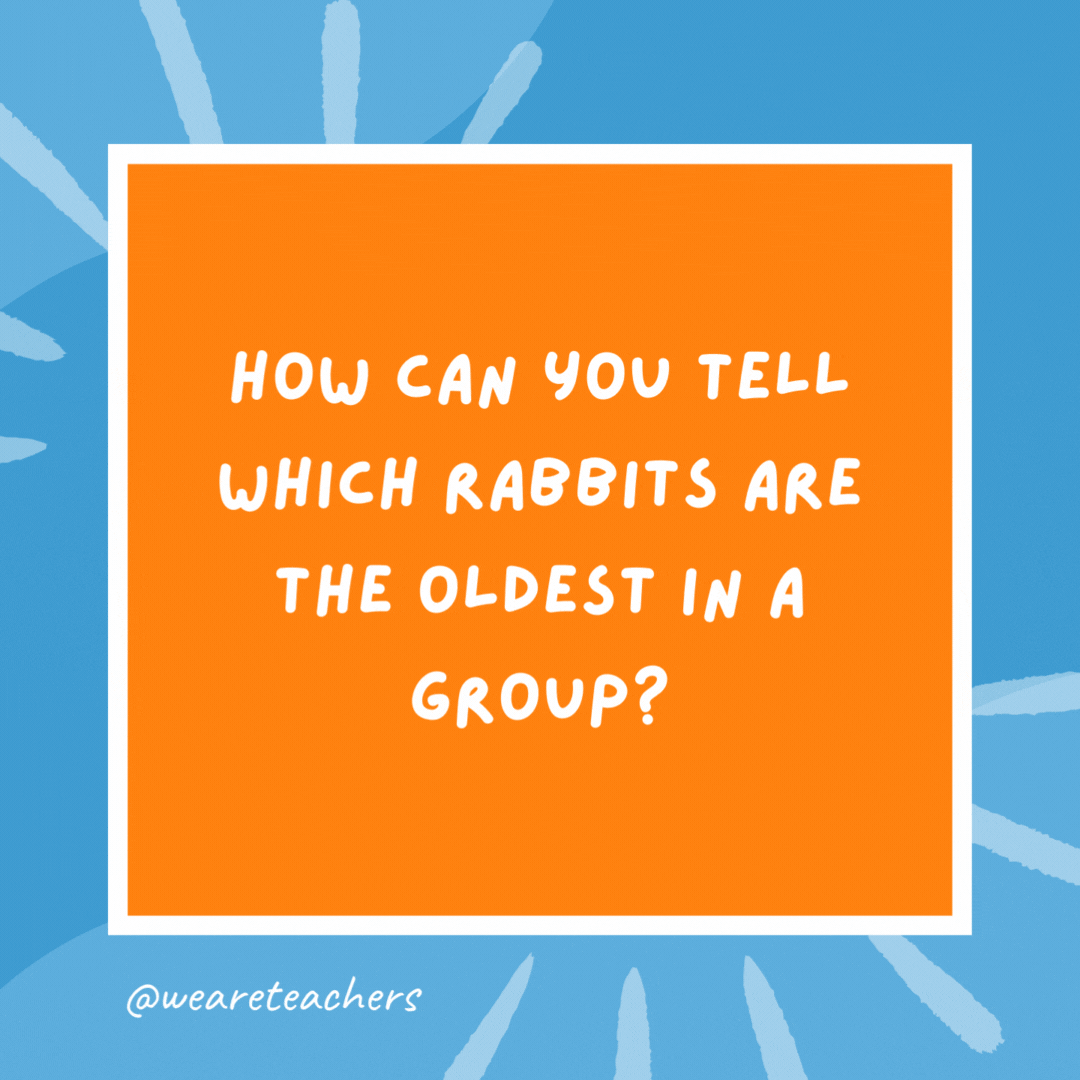 How can you tell which rabbits are the oldest in a group? Just look for the gray hares. How can you tell which rabbits are the oldest in a group?
Just look for the gray hares.