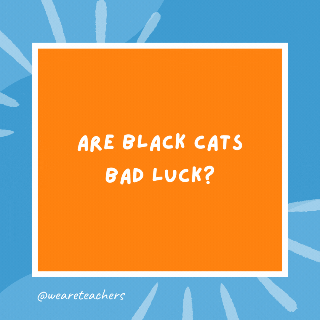 Are black cats bad luck? Only if you’re a mouse. Are black cats bad luck?
Only if you’re a mouse.