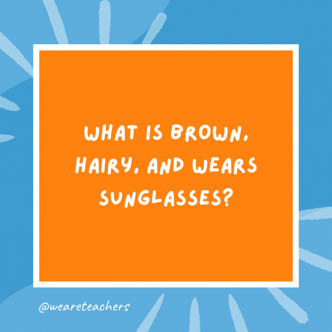 What is brown, hairy, and wears sunglasses? A coconut on vacation. What is brown, hairy, and wears sunglasses?
A coconut on vacation.- kindergarten jokes