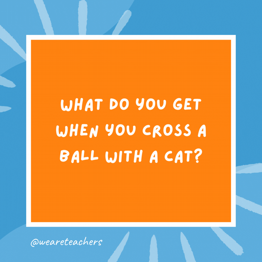 What do you get when you cross a ball with a cat? A fur ball. What do you get when you cross a ball with a cat?
A fur ball.- kindergarten jokes